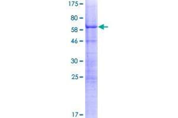 DPPA4 Protein (AA 1-304) (GST tag)