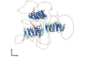 Protein Structure (PS) image for Cytoplasmic Linker Associated Protein 2 (CLASP2) (AA 1-1294) protein (His tag) (ABIN7553388)