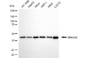 Western blotting analysis using DNAJA2 antibody (ABIN7798372).