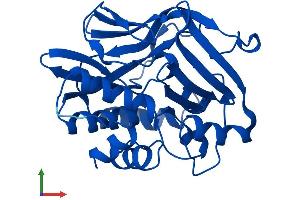 Protein Structure (PS) image for N-Acetyltransferase 1 (Arylamine N-Acetyltransferase) (NAT1) (AA 1-290) protein (His tag) (ABIN7552326)