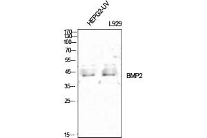 Western Blot analysis of HEPG2-UV (1), L929 (2), diluted at 1:1000. (BMP2 抗体  (C-Term))