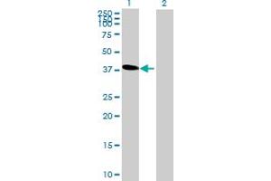 Western Blot analysis of C6orf81 expression in transfected 293T cell line by C6orf81 MaxPab polyclonal antibody. (C6orf81 抗体  (AA 1-367))