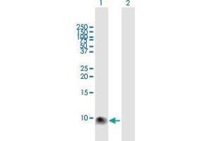 Western Blot analysis of S100A12 expression in transfected 293T cell line by S100A12 MaxPab polyclonal antibody. (S100A12 抗体  (AA 1-92))