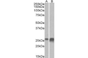 ABIN1781849 (0. (Apolipoprotein D 抗体  (AA 70-80))