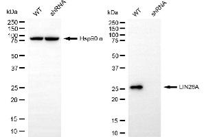 anti-Lin-28 Homolog A (C. Elegans) (LIN28A) antibody