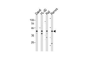 LILRA3 Antibody (C-term) (ABIN1881498 and ABIN2843368) western blot analysis in Daudi,HL-60,Raji and Ramos cell line lysates (35 μg/lane). (LILRA3 抗体  (C-Term))