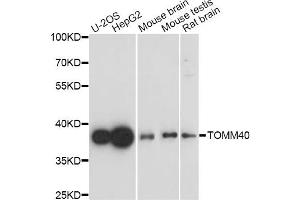 Western blot analysis of extracts of various cell lines, using TOMM40 antibody (ABIN5971653) at 1/1000 dilution. (TOMM40 抗体)