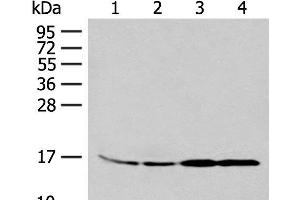 Western blot analysis of 293T and K562 cell Human between peritoneal stromal sarcoma tissue HEPG2 cell lysates using MYDGF Polyclonal Antibody at dilution of 1:250 (MYDGF 抗体)