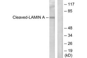 Western blot analysis of extracts from HeLa cells, treated with etoposide (25 μM, 1hour), using Lamin A (cleaved-Asp230) antibody. (Lamin A/C 抗体  (Cleaved-Asp230, Internal Region))