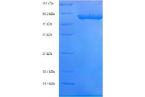 SDS-PAGE (SDS) image for Tu Translation Elongation Factor, Mitochondrial (Tufm) (AA 44-452) protein (His-SUMO Tag) (ABIN5710568)