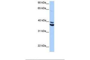 Image no. 1 for anti-MyoD Family Inhibitor Domain Containing (MDFIC) (AA 188-237) antibody (ABIN6739324) (MDFIC 抗体  (AA 188-237))
