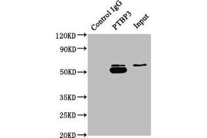 Immunoprecipitating PTBP3 in A549 whole cell lysate Lane 1: Rabbit control IgG instead of ABIN7140056 in A549 whole cell lysate. (PTBP3 抗体  (AA 37-55))