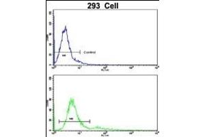 Flow cytometric analysis of 293 cells using BLC Antibody (N-term)(bottom histogram) compared to a negative control cell (top histogram). (BAALC 抗体  (N-Term))