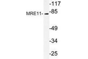 Western blot analysis of MRE11 antibody in extracts from Jurkat cells. (Mre11 抗体)