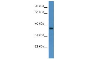 WB Suggested Anti-BSG Antibody Titration: 0. (CD147 抗体  (N-Term))