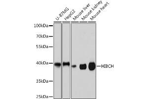 Western blot analysis of extracts of various cell lines, using HIBCH Rabbit pAb (ABIN7265331) at 1:3000 dilution. (HIBCH 抗体  (AA 33-330))