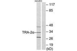 Western blot analysis of extracts from HuvEc cells, using TRA-2 alpha Antibody. (TRA2A 抗体  (AA 221-270))