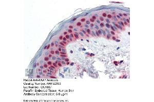 Immunohistochemistry with Human Skin lysate tissue at an antibody concentration of 5. (PAX7 抗体  (N-Term))