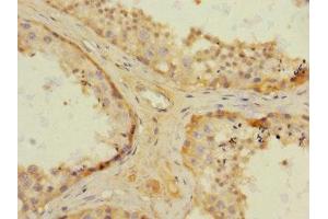 Immunohistochemistry of paraffin-embedded human testis tissue using ABIN7161916 at dilution of 1:100