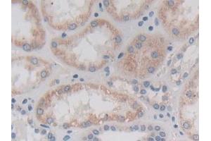 Detection of CTRB1 in Human Kidney Tissue using Polyclonal Antibody to Chymotrypsinogen B1 (CTRB1) (CTRB1 抗体  (AA 34-261))