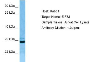 Host: RabbitTarget Name: EIF3JAntibody Dilution: 1. (EIF3S1 抗体  (N-Term))