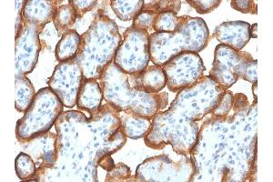 Formalin-fixed, paraffin-embedded human Placenta stained with VISTA Monospecific Mouse Monoclonal Antibody (VISTA/3007). (VISTA 抗体)