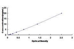 Lamin A/C (LMNA) ELISA Kit