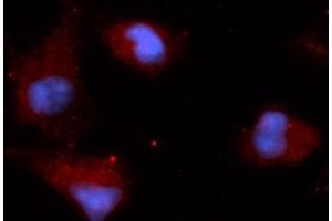 Immunofluorescence (IF) image for anti-Stanniocalcin 2 (STC2) (AA 25-302) antibody (APC) (ABIN5566189) (Stanniocalcin 2 抗体  (AA 25-302) (APC))