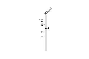 Western blot analysis of lysate from human heart tissue lysate, using OR13C9 Antibody (N-term) (ABIN6243931 and ABIN6577508). (OR13C9 抗体  (N-Term))