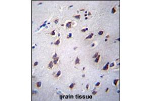 LSM12 Antibody (C-term) (ABIN657035 and ABIN2846208) immunohistochemistry analysis in formalin fixed and paraffin embedded human brain tissue followed by peroxidase conjugation of the secondary antibody and DAB staining. (LSM12B 抗体  (C-Term))