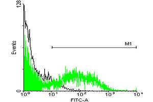 FACS analysis of ES-2 cells stained with STIP1 monoclonal antibody clone 2E1 (Green) and non-stained ES-2 cells (Black) as negative control. (STIP1 抗体  (AA 1-543))