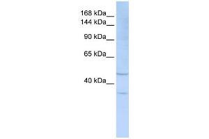 SIGLEC7 antibody used at 1 ug/ml to detect target protein. (SIGLEC7 抗体  (Middle Region))