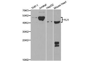 Western Blotting (WB) image for anti-Friend Leukemia Virus Integration 1 (FLI1) antibody (ABIN1876845) (FLI1 抗体)