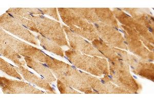 Immunohistochemistry (IHC) image for anti-Glyceraldehyde-3-Phosphate Dehydrogenase (GAPDH) (AA 2-148) antibody (ABIN7428953)