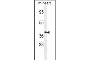 GNA15 Antibody (C-term) (ABIN654440 and ABIN2844174) western blot analysis in mouse heart tissue lysates (35 μg/lane).