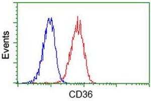 Image no. 2 for anti-CD36 (CD36) antibody (ABIN1497274) (CD36 抗体)