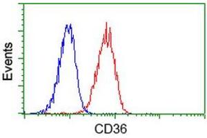 Image no. 2 for anti-CD36 (CD36) antibody (ABIN1497274) (CD36 抗体)