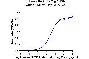 ELISA image for V-Erb-A erythroblastic Leukemia Viral Oncogene Homolog 4 (Avian) (ERBB4) (AA 26-651) protein (His-Avi Tag) (ABIN7274805)