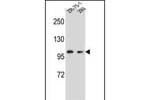 GRIP2 Antibody (Center) (ABIN656904 and ABIN2846101) western blot analysis in ZR-75-1,293 cell line lysates (35 μg/lane). (GRIP2 抗体  (AA 620-649))