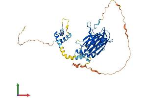 Protein Structure (PS) image for TEA Domain Family Member 1 (SV40 Transcriptional Enhancer Factor) (TEAD1) (AA 1-426) protein (His tag) (ABIN7555772)