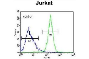 CWC22 Antibody (N-term) flow cytometric analysis of Jurkat cells (right histogram) compared to a negative control cell (left histogram).