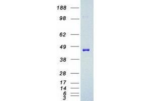 Western Blotting (WB) image for Mitogen-Activated Protein Kinase Kinase 2 (MAP2K2) protein (Myc-DYKDDDDK Tag) (ABIN2725471)