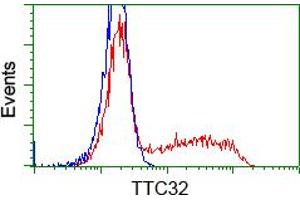 HEK293T cells transfected with either RC209334 overexpress plasmid (Red) or empty vector control plasmid (Blue) were immunostained by anti-TTC32 antibody (ABIN2453735), and then analyzed by flow cytometry. (TTC32 抗体)