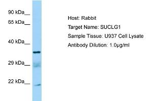 Western Blotting (WB) image for anti-Succinate-CoA Ligase, alpha Subunit (SUCLG1) (C-Term) antibody (ABIN971823) (SUCLG1 抗体  (C-Term))