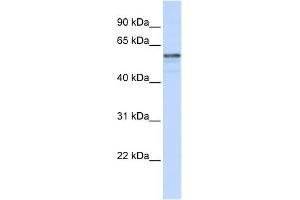 WB Suggested Anti-TMEM195 Antibody Titration:  0. (TMEM195 抗体  (N-Term))