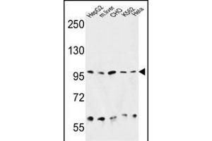 HSP90B1 Antibody (N-term) (ABIN651092 and ABIN2840067) western blot analysis in HepG2, CHO, K562, Hela cell line and mouse liver tissue lysates (35 μg/lane). (GRP94 抗体  (N-Term))