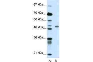 Western Blotting (WB) image for anti-Deformed Epidermal Autoregulatory Factor 1 (Drosophila) (DEAF1) antibody (ABIN2461907) (DEAF1 抗体)