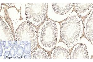 Immunohistochemical analysis of paraffin-embedded rat testis tissue.