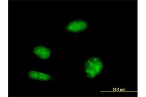 Immunofluorescence (IF) image for anti-KH-Type Splicing Regulatory Protein (KHSRP) (AA 151-239) antibody (ABIN522039)