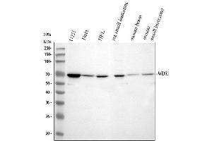 Western blot analysis of WDR1 using anti-WDR1 antibody (ABIN4886763). (WDR1 抗体  (C-Term))